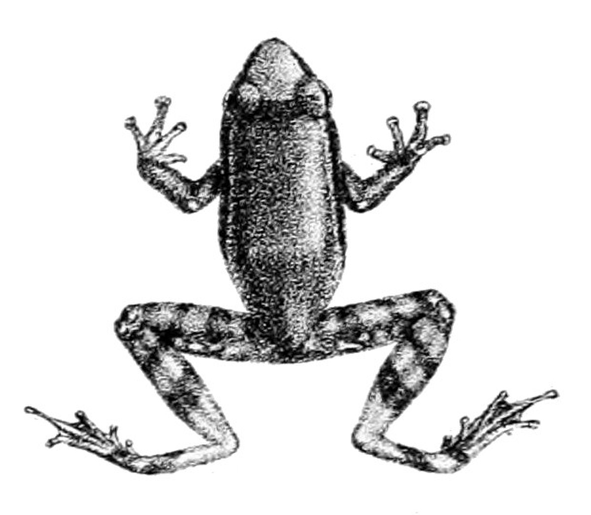 Pseudophilautus hypomelas