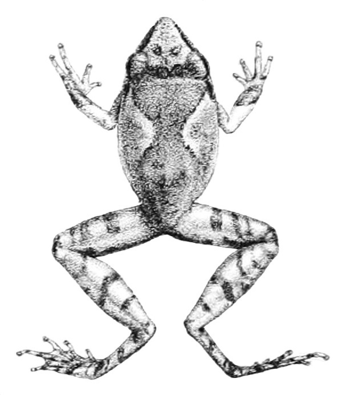 Pseudophilautus oxyrhynchus