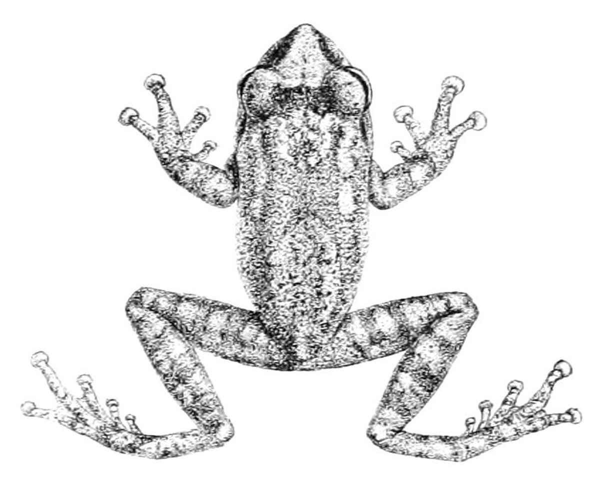 Pseudophilautus signatus