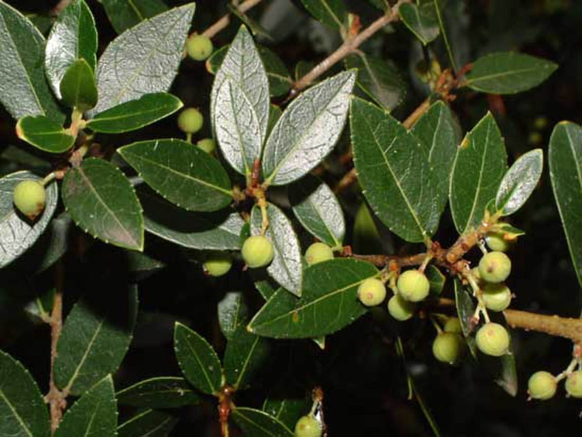 Fruits