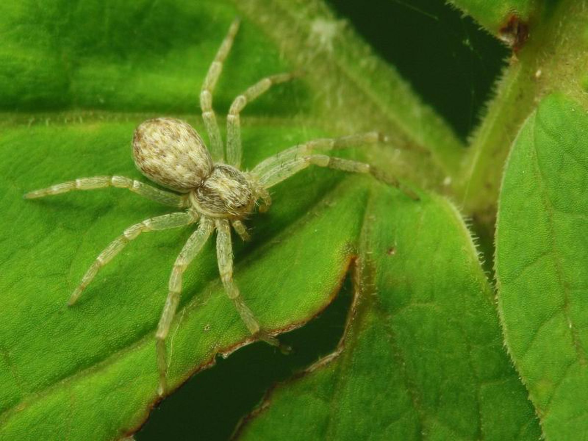 Philodromidae