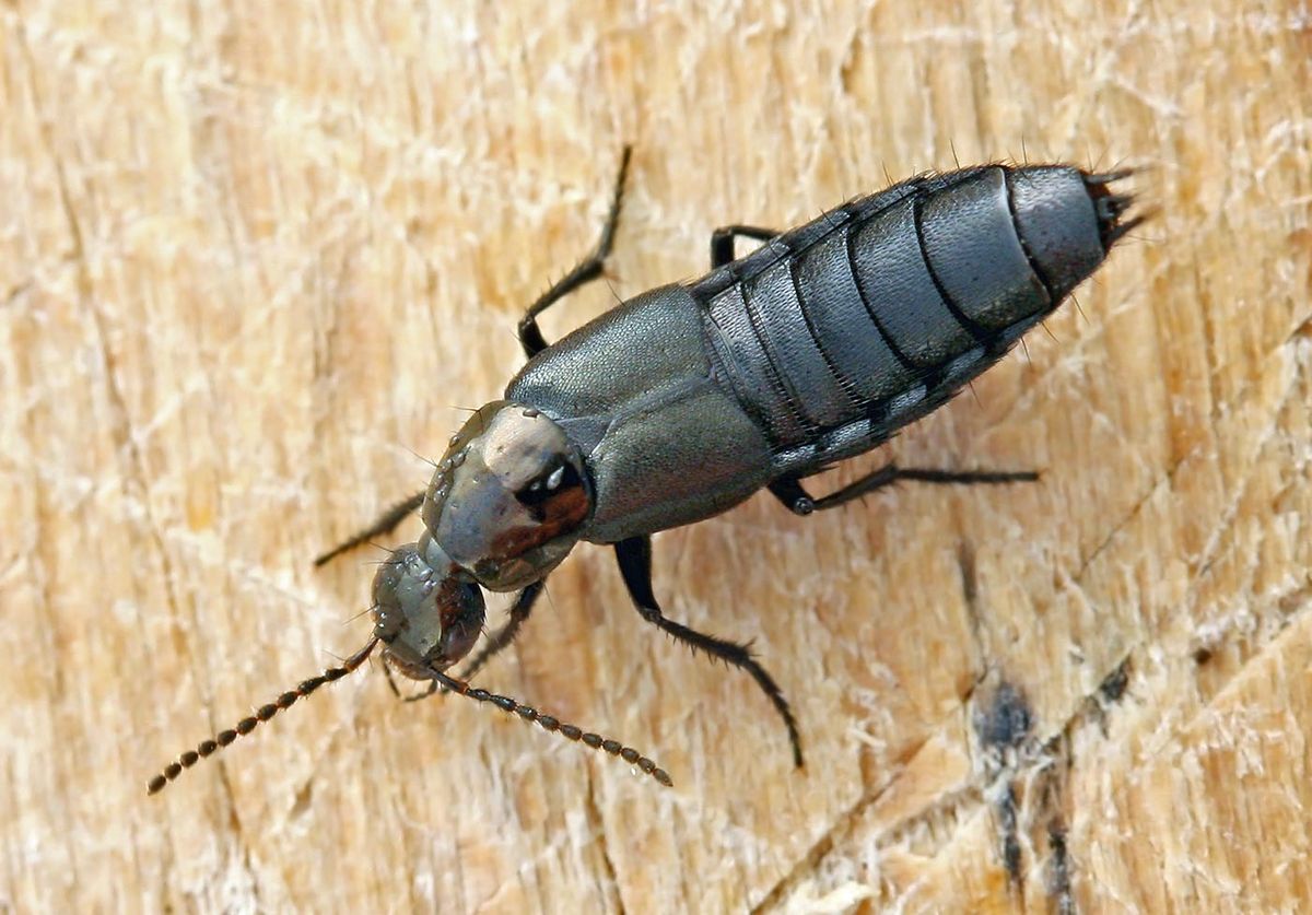 Philonthus