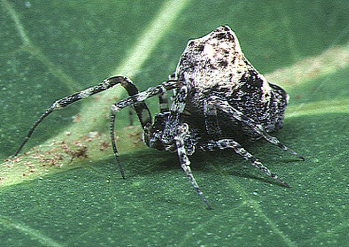 Philoponella