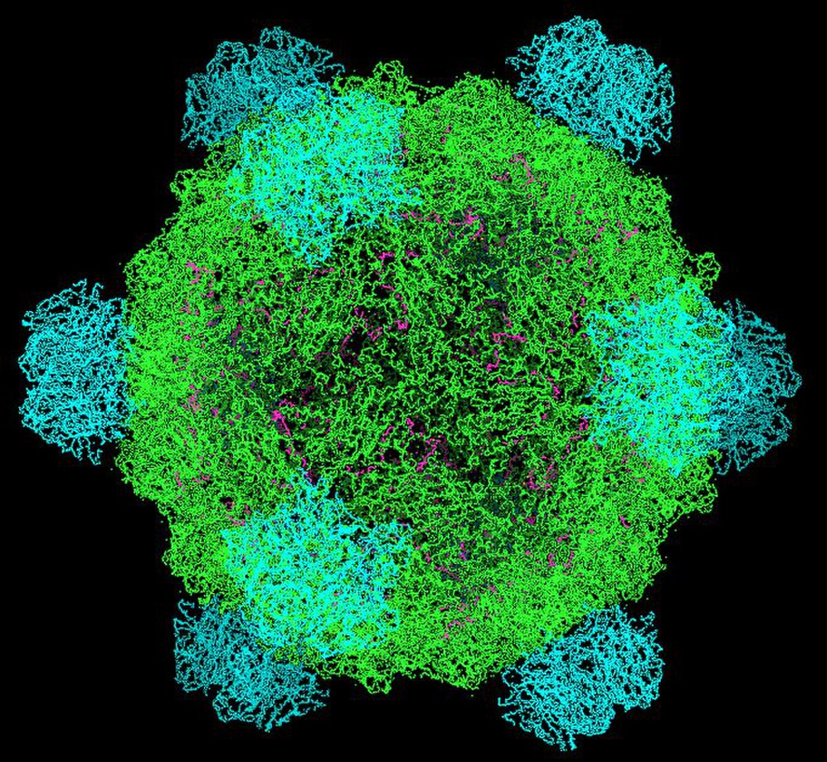 Phage phiX174