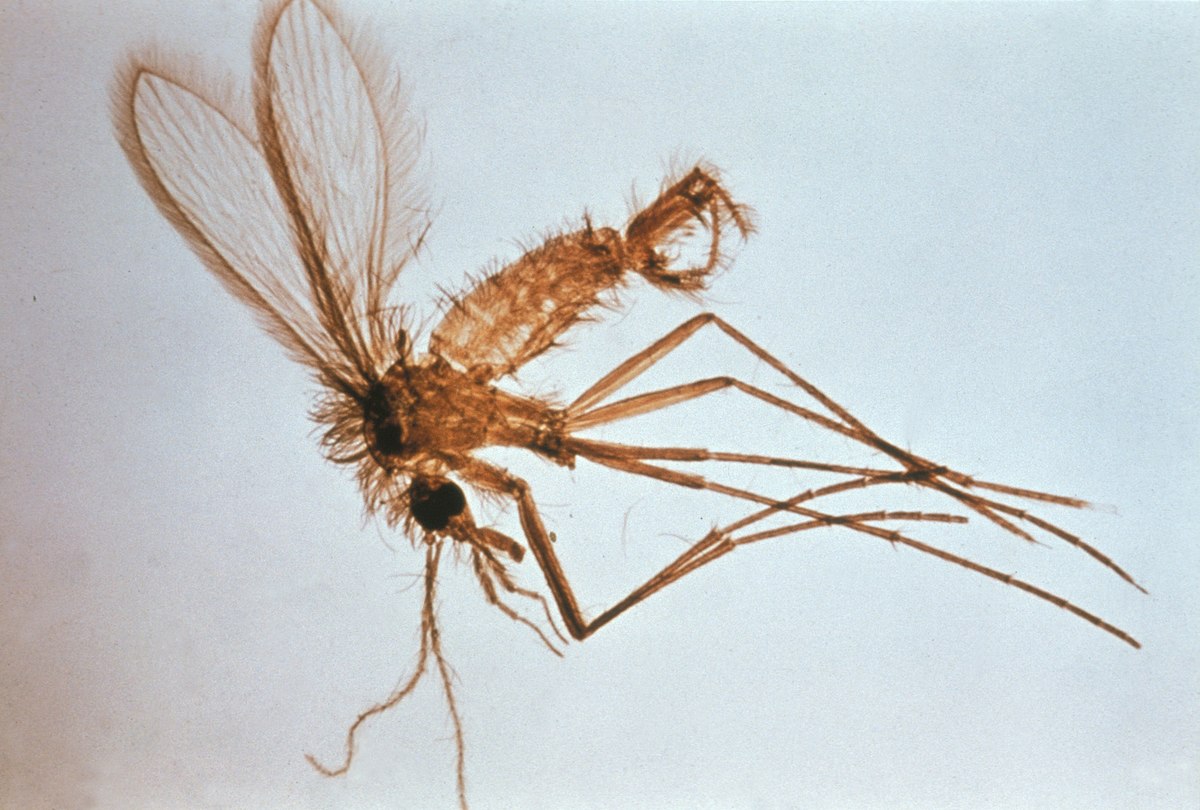 Phlebotominae