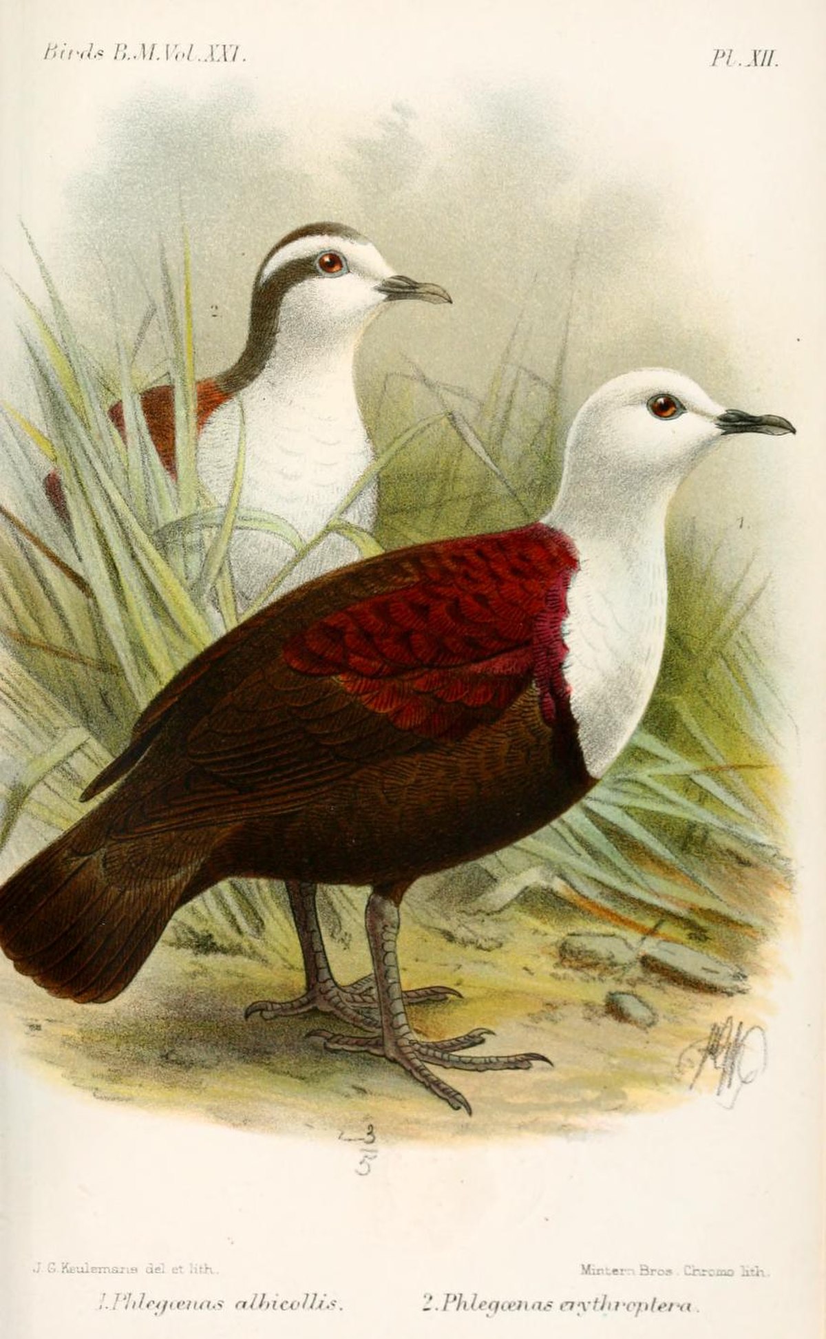 Gallicolombe érythroptère