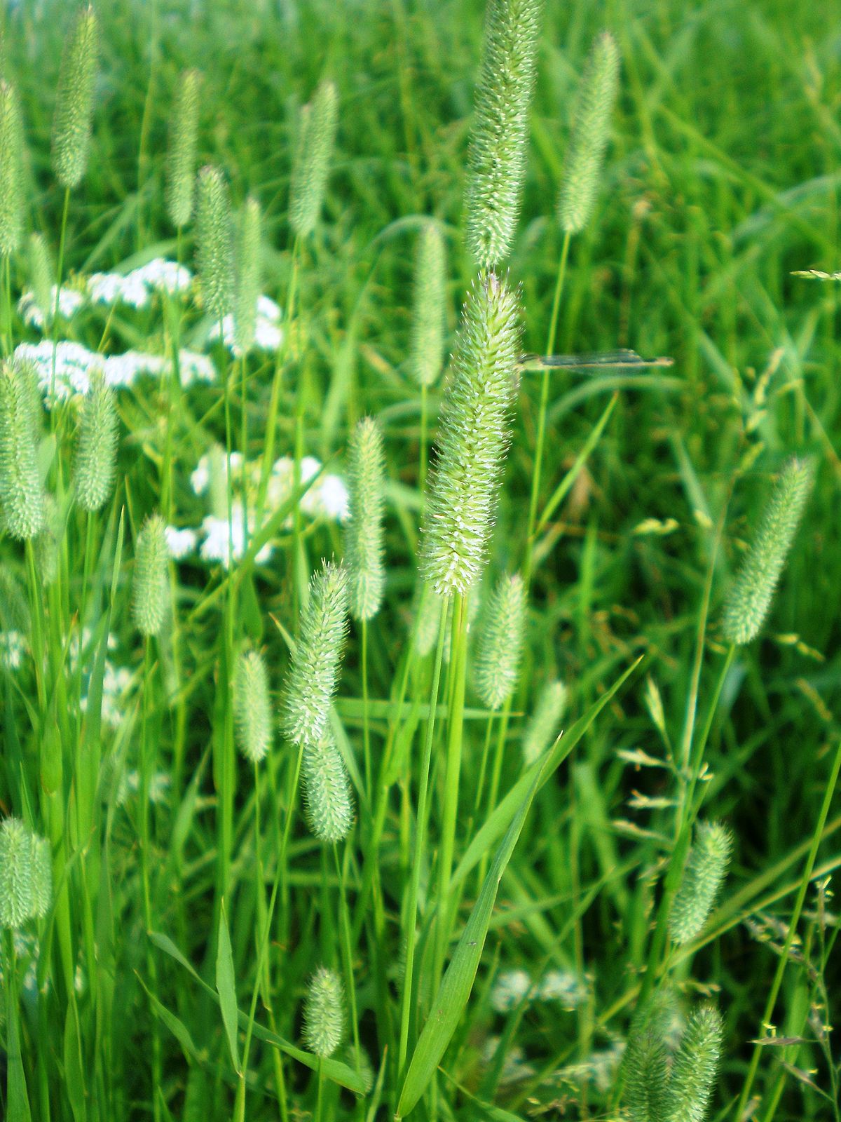 Phleum