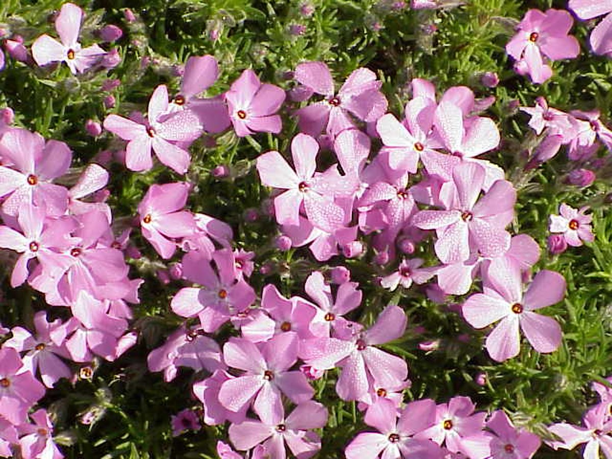 Polemoniaceae