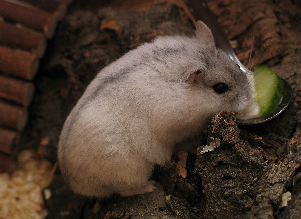 Hamster russe