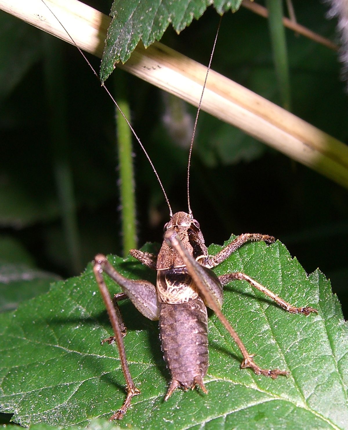 Pholidoptera