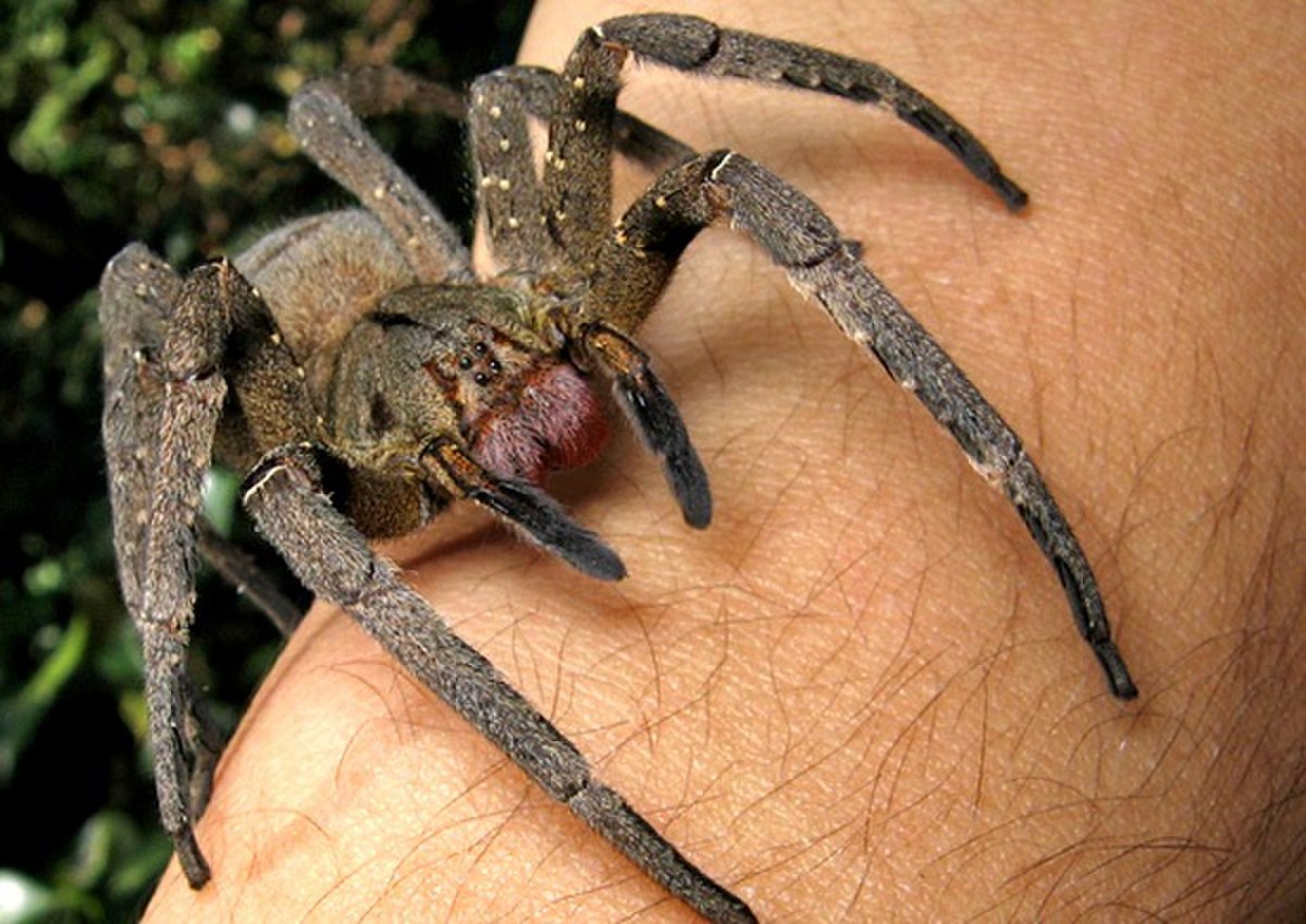 Ctenidae