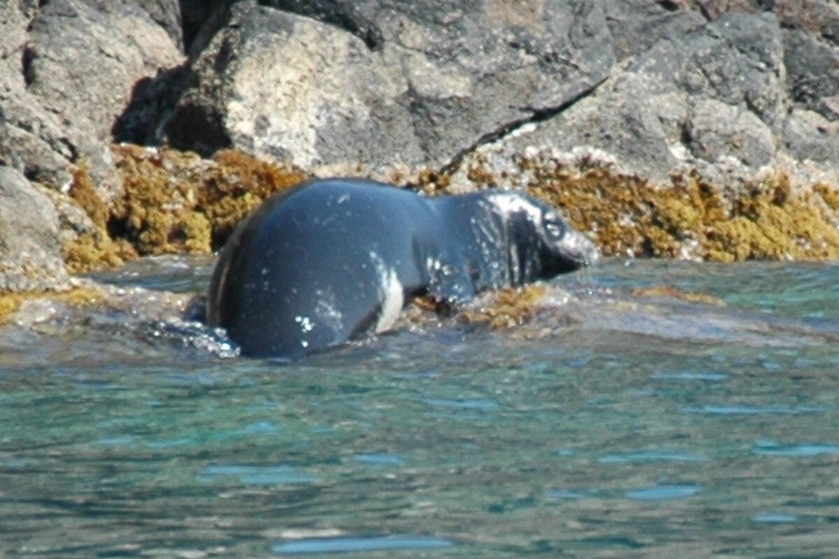 Phoque moine de Méditerranée
