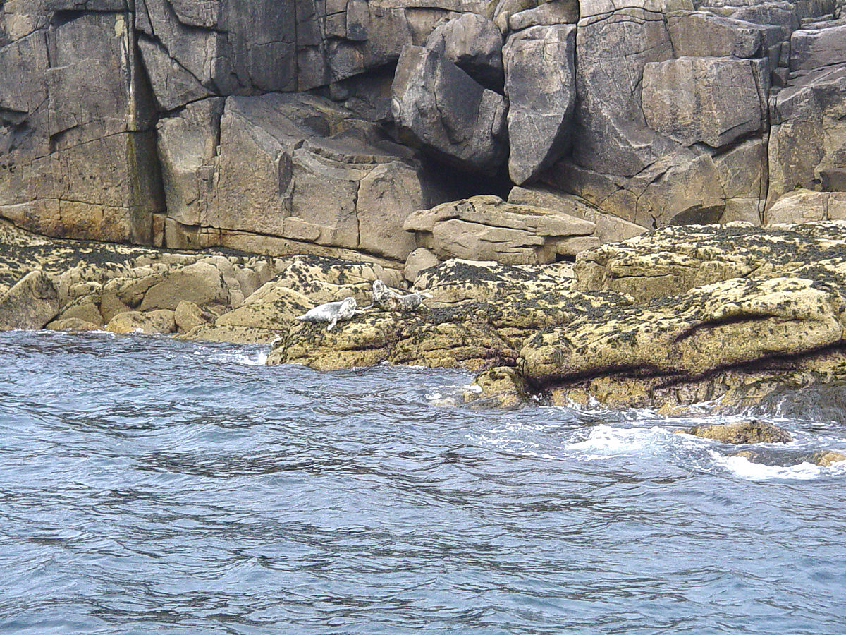 Phoques scilly.jpg