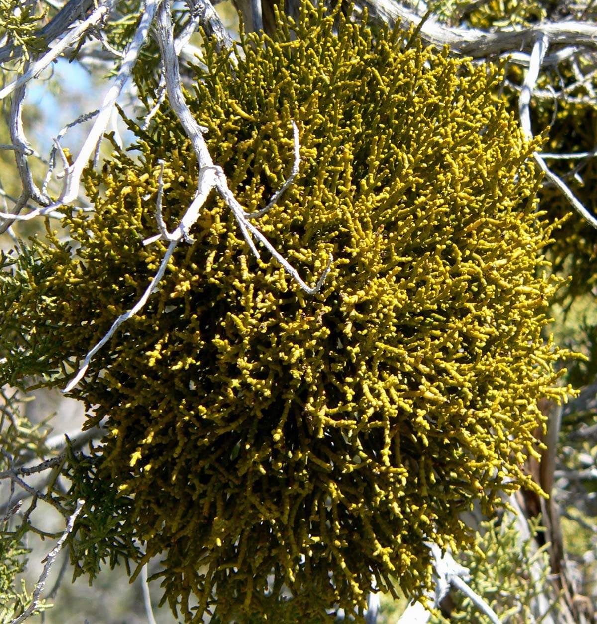 Phoradendron