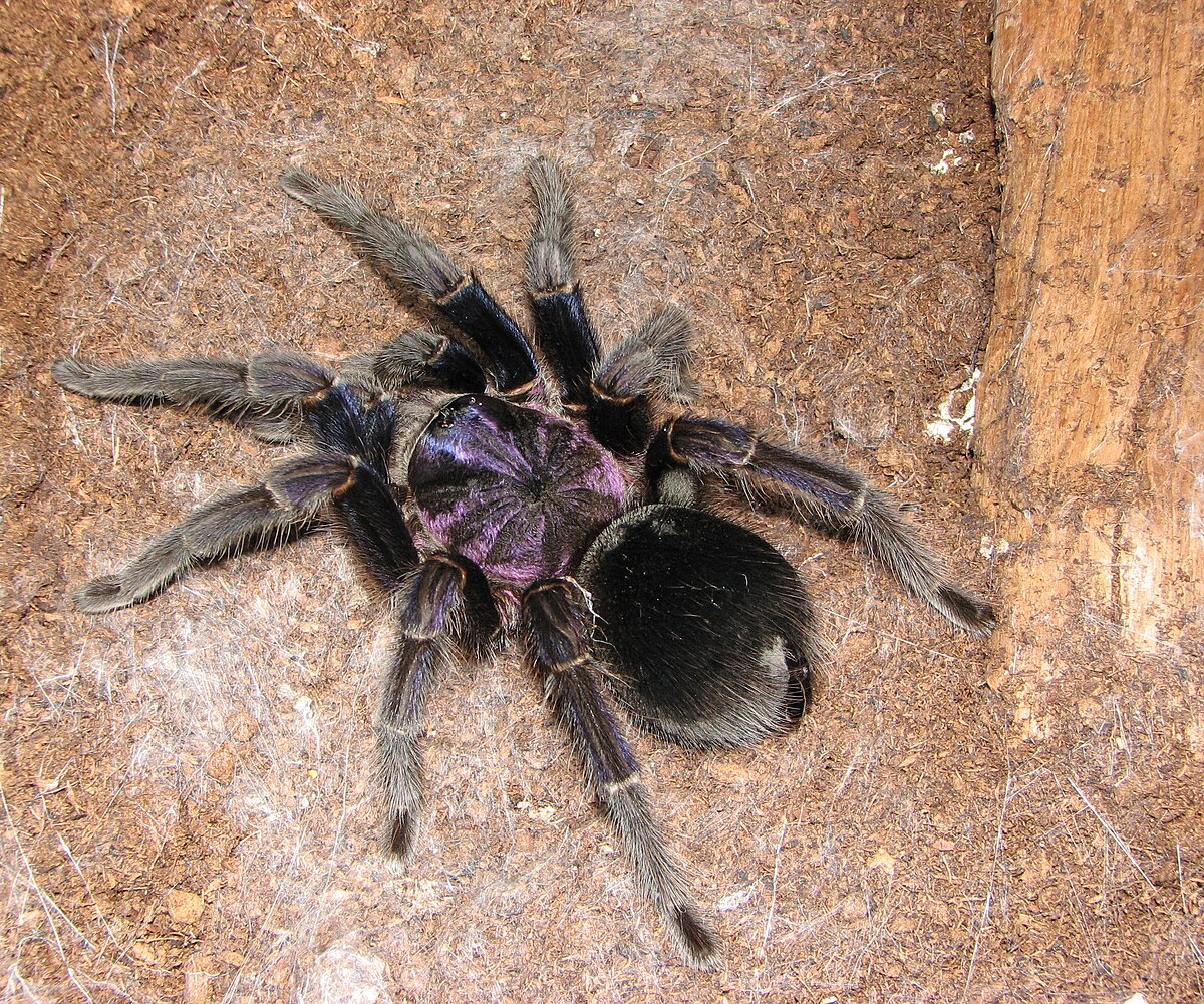 Phormictopus