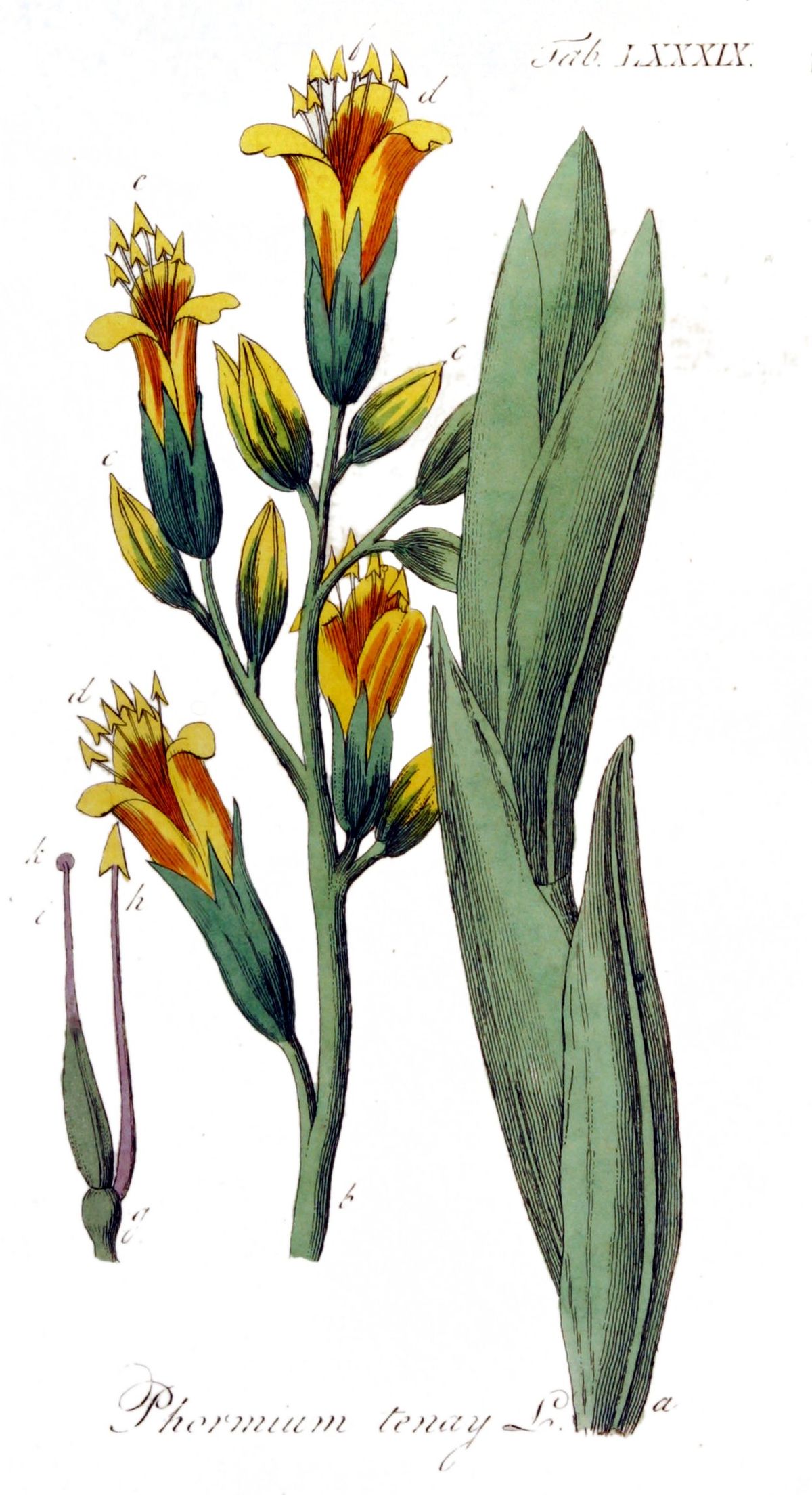 Phormium