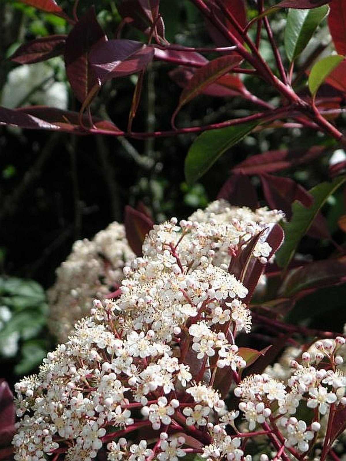Photinia