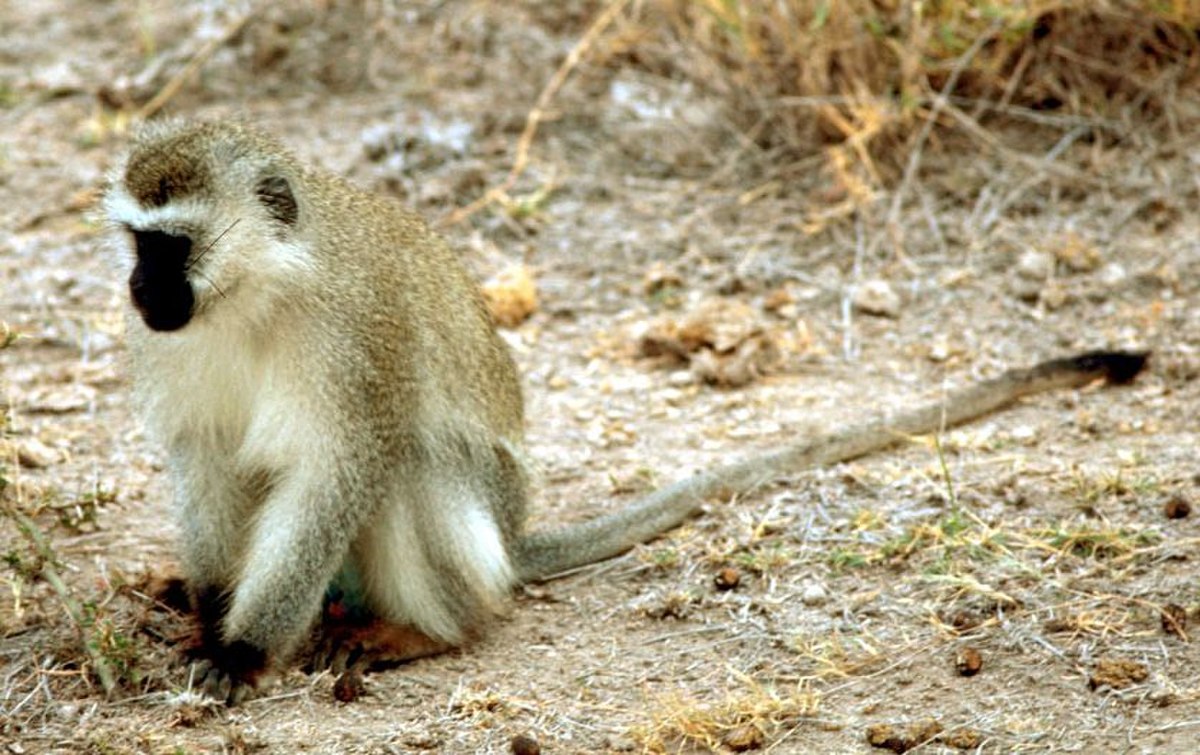 Singe