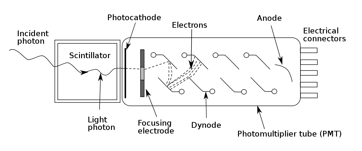 Schéma d'un tube multiplicateur couplé à un scintillateur.