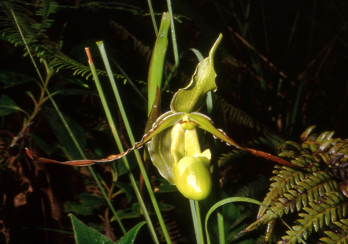 Phragmipedium