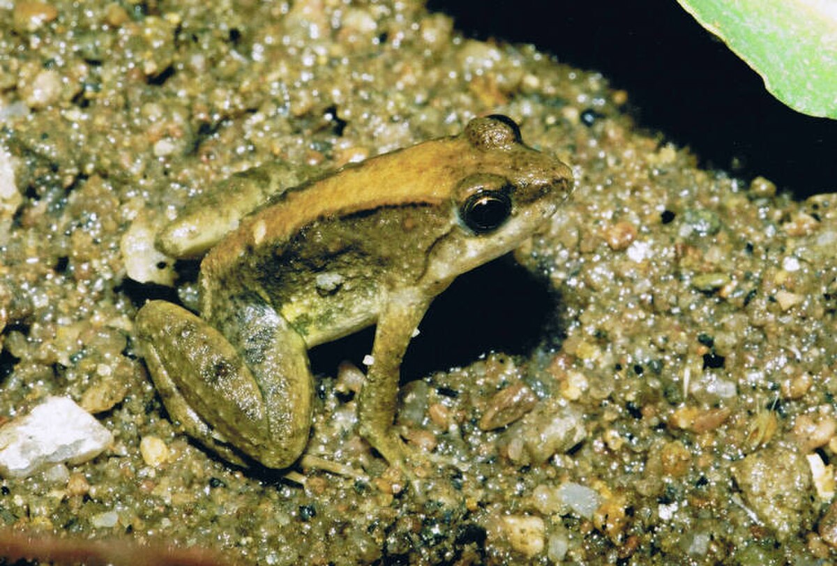 Phrynobatrachus acridoides