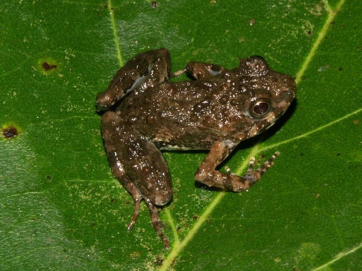 Phrynobatrachus calcaratus