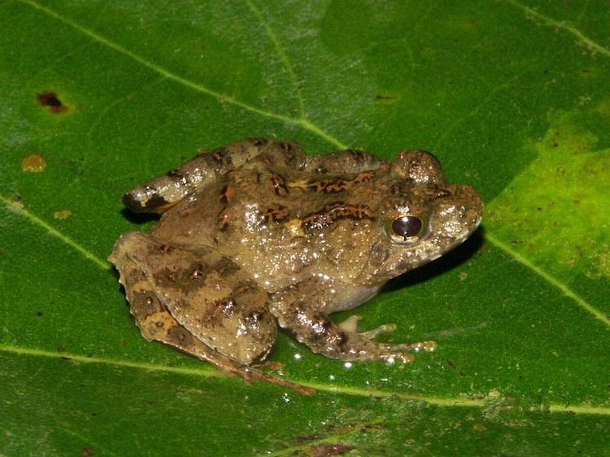 Phrynobatrachus cricogaster