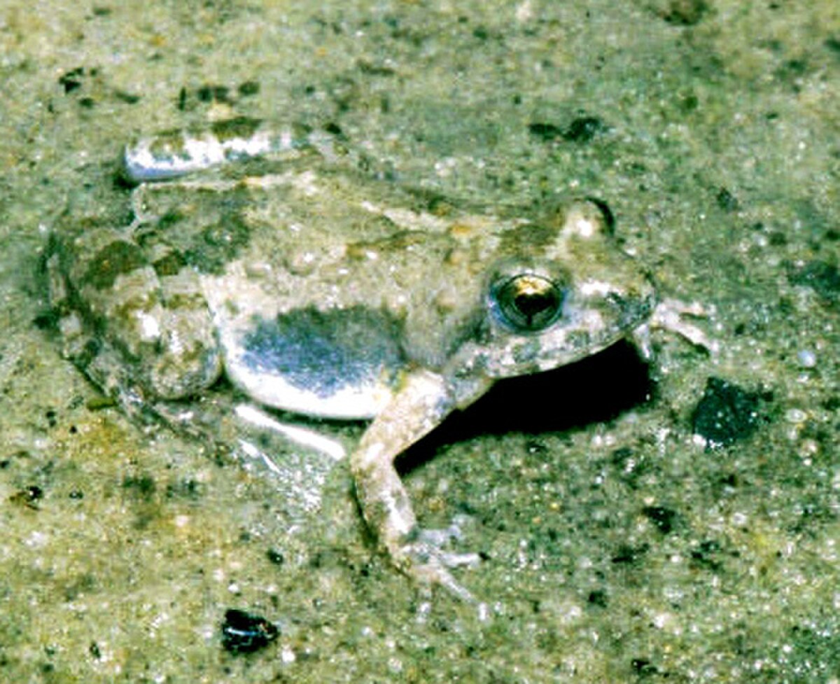 Phrynobatrachus mababiensis