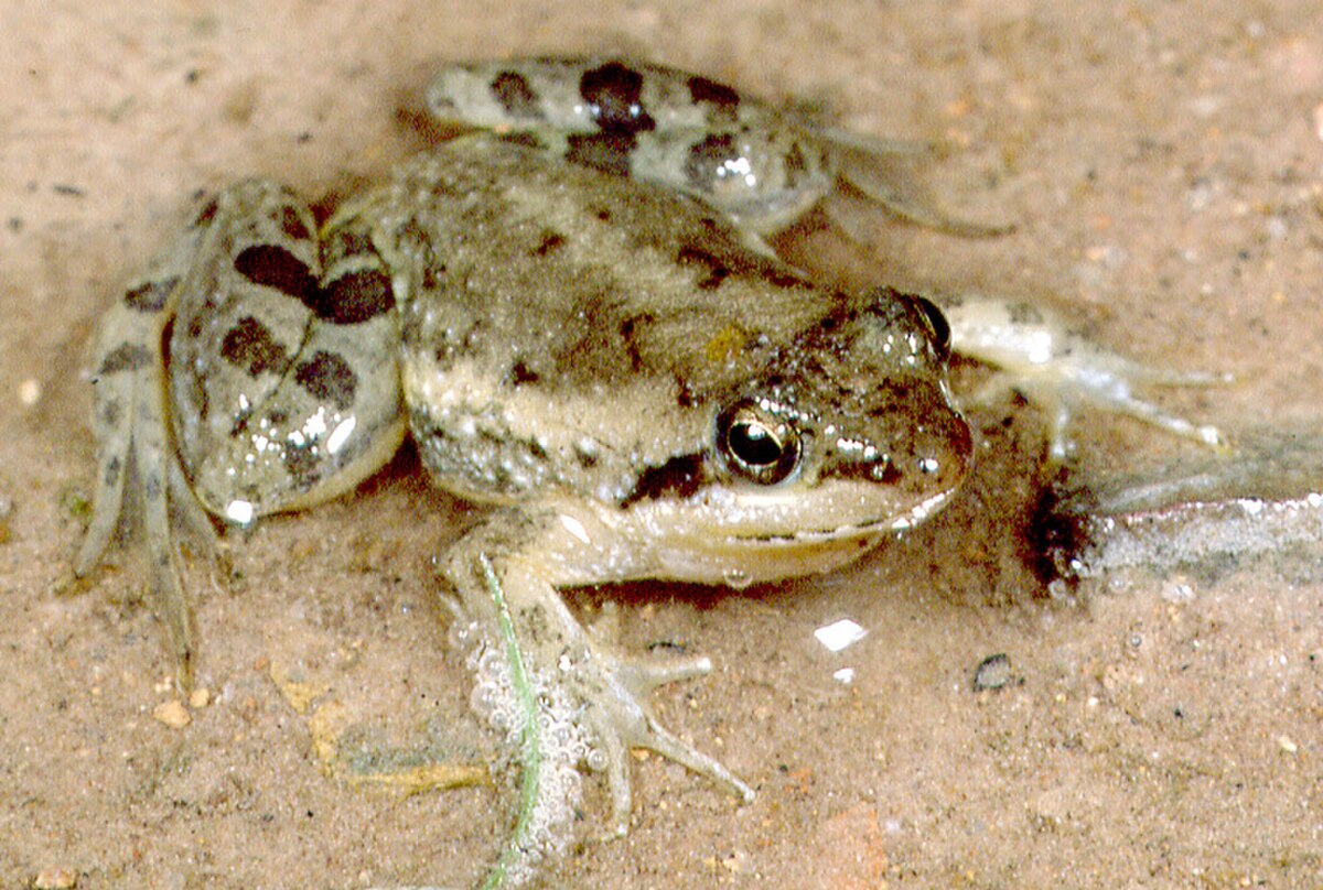 Phrynobatrachus perpalmatus