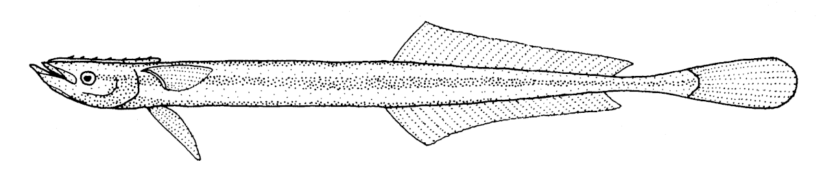 Rémora grêle