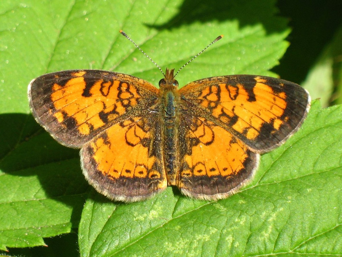 Phyciodes