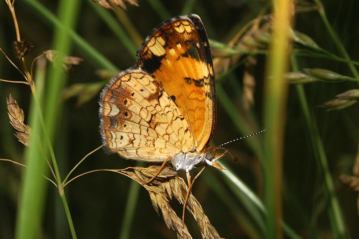 Phyciodes tharos 5.jpg