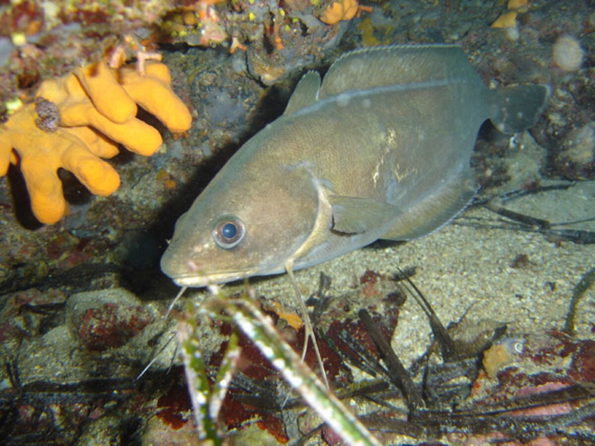 Phycis