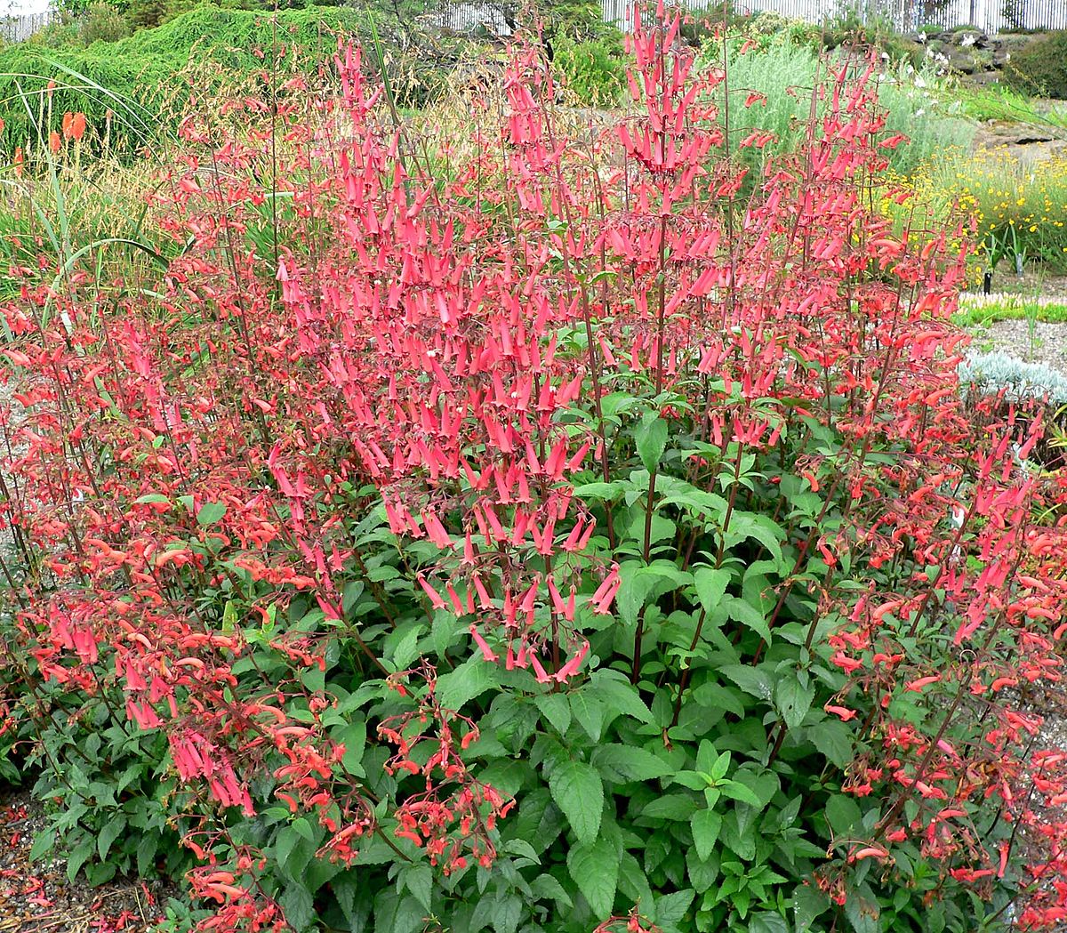 Une plante buissonnante au feuillage vert, avec une abondante floraison de trompettes rouges portée par des tiges nues, ressemblant beaucoup à un fuchsia.