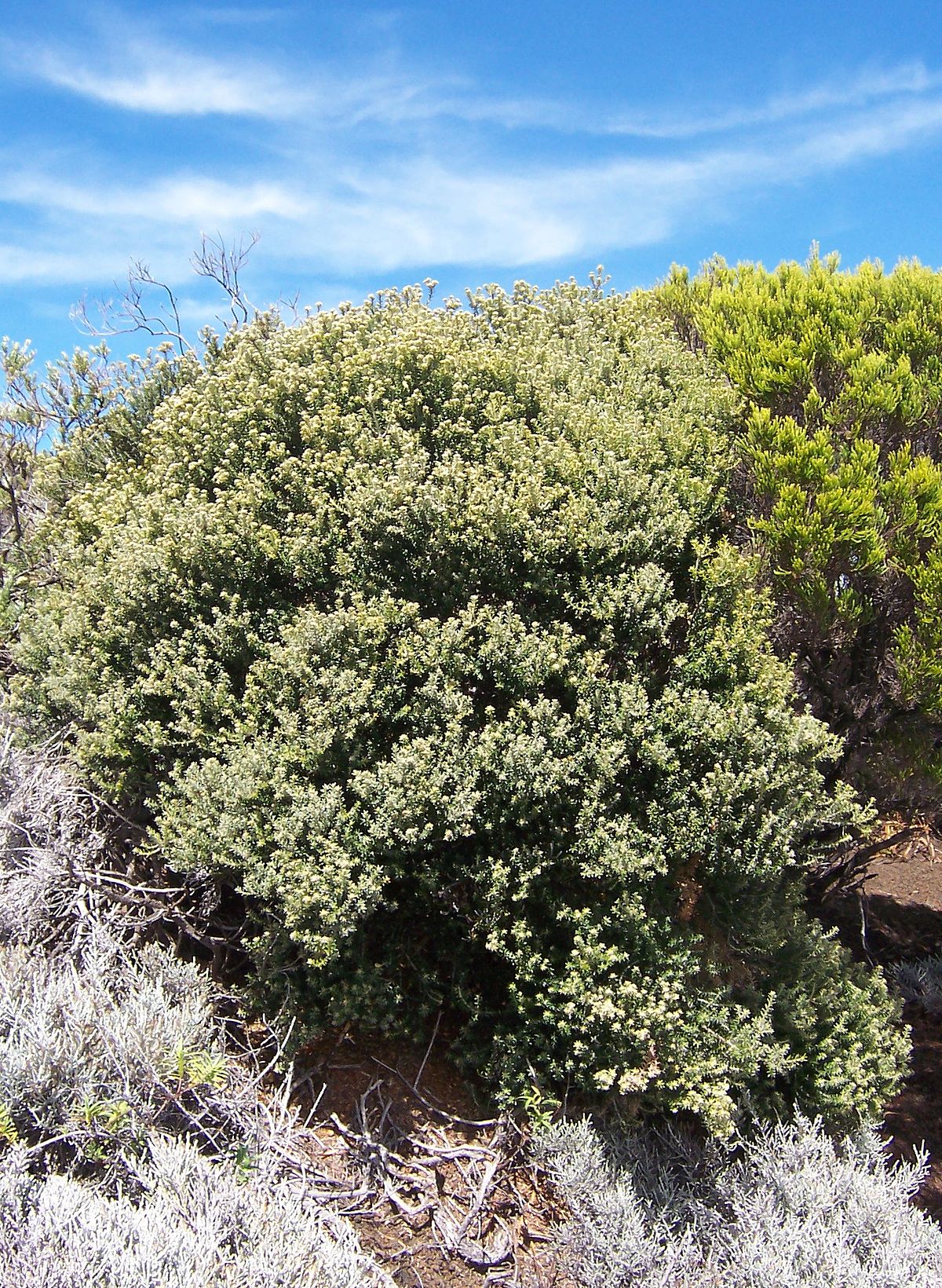 Buisson d'ambaville bâtard caractéristique des fourrés éricoïdes de montagne