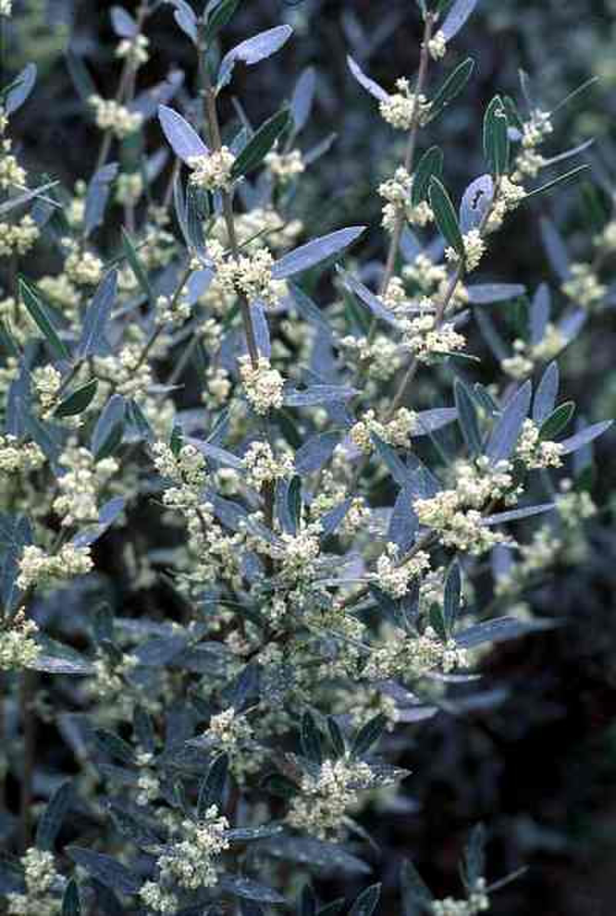 Phillyrea angustifolia
