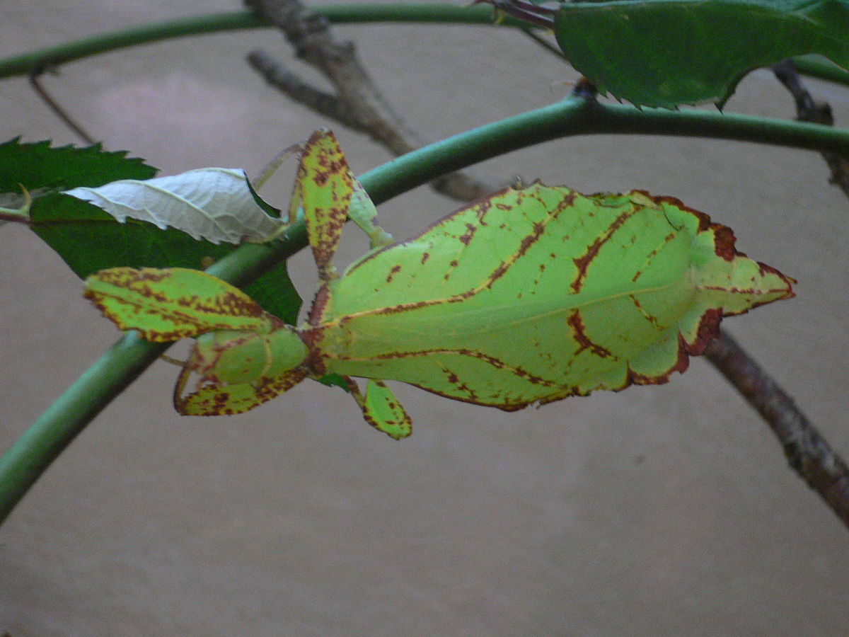 Phyllium