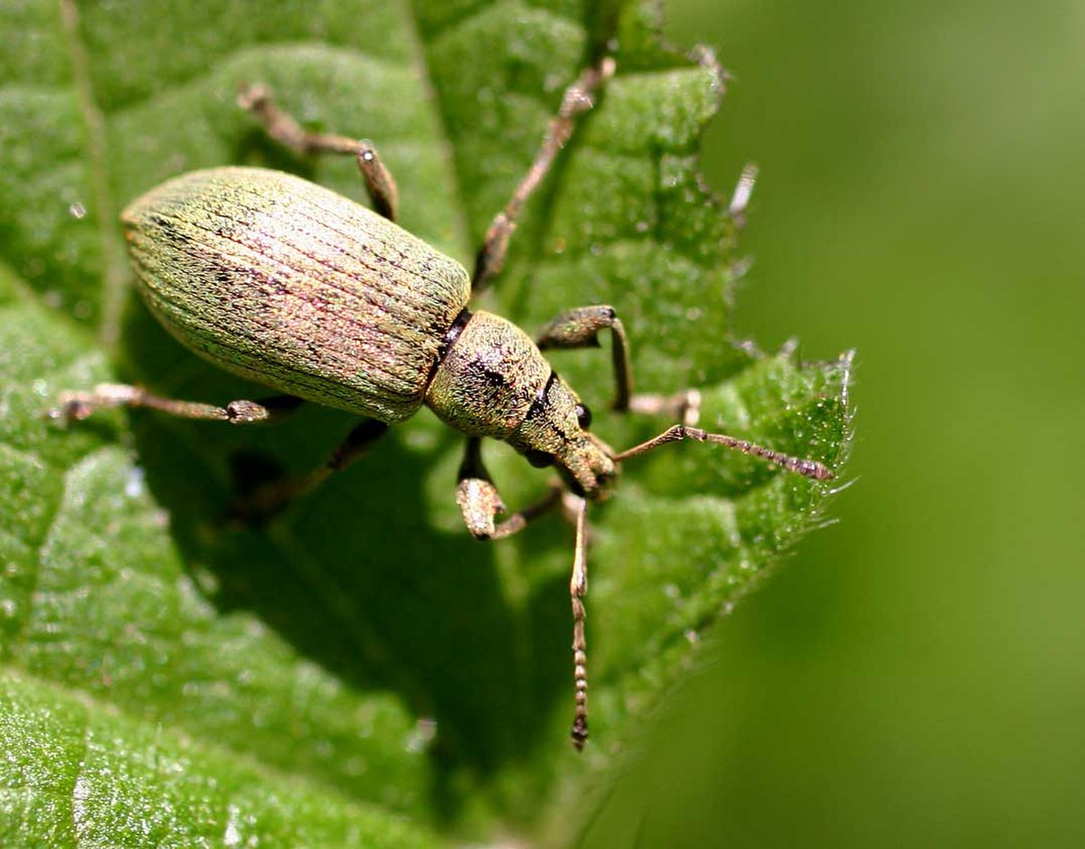 Phyllobius
