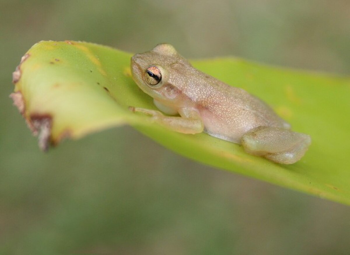 Phyllodytes