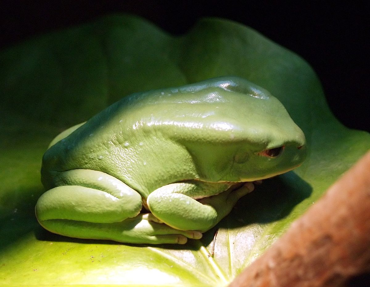 Phyllomedusa boliviana