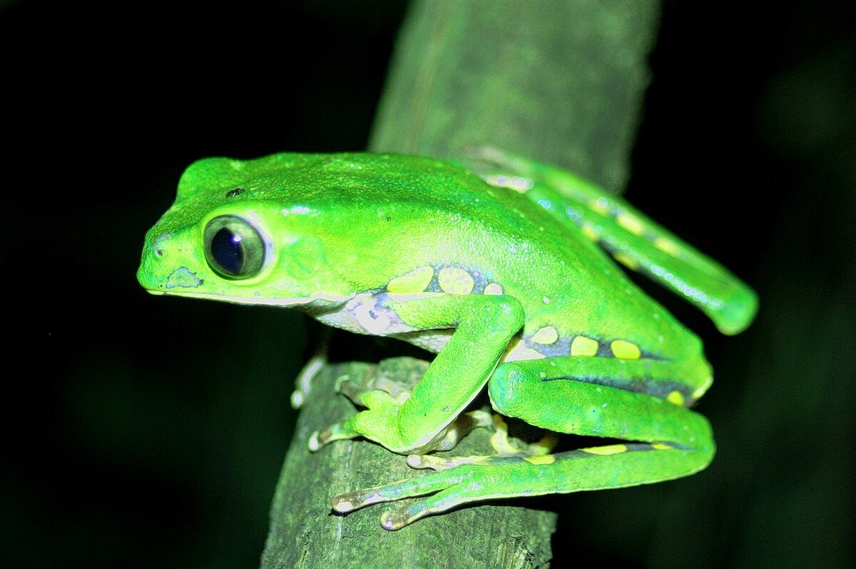 Phyllomedusa burmeisteri
