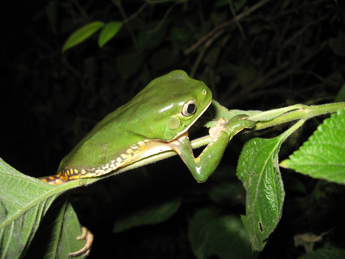 Phyllomedusa iheringii
