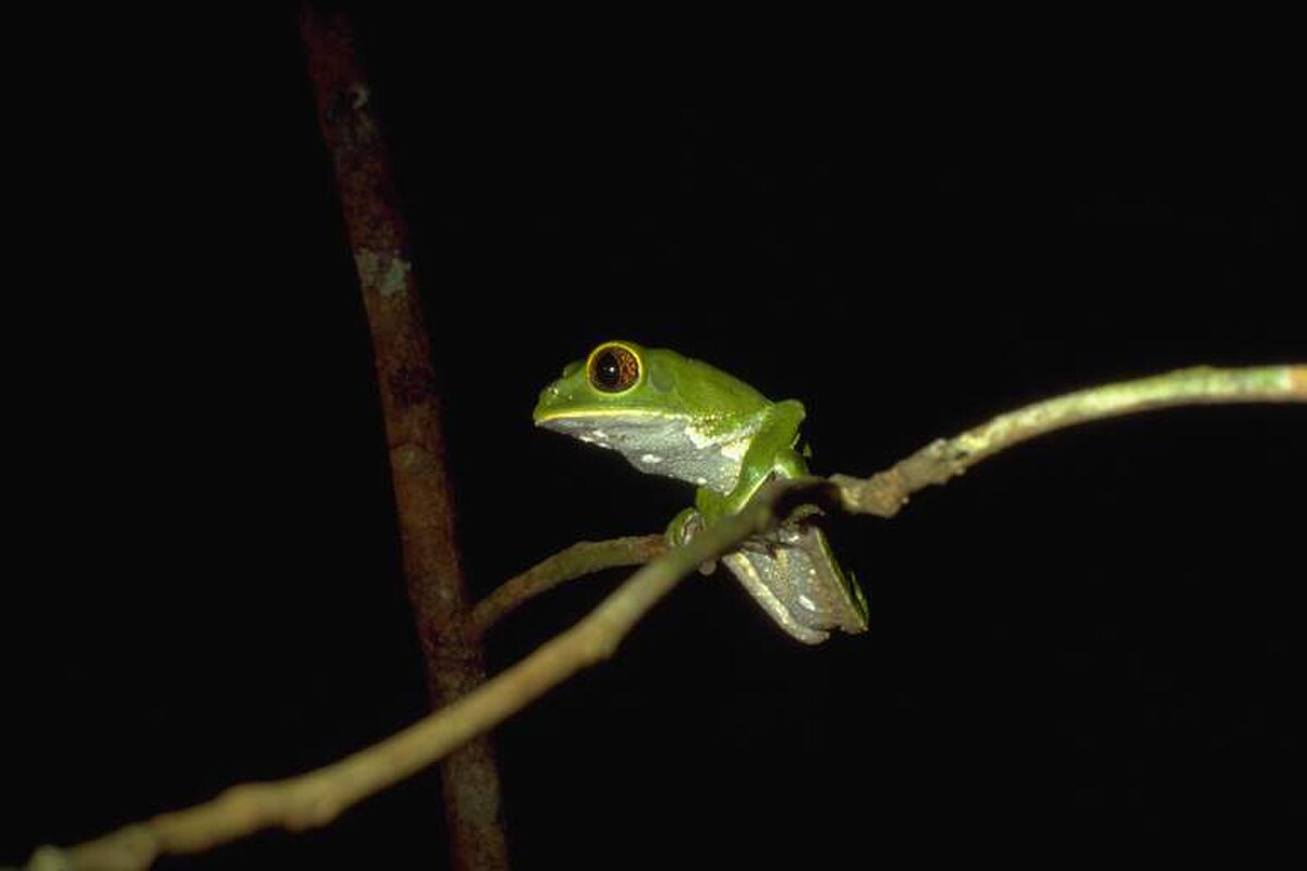 Phyllomedusa tarsius