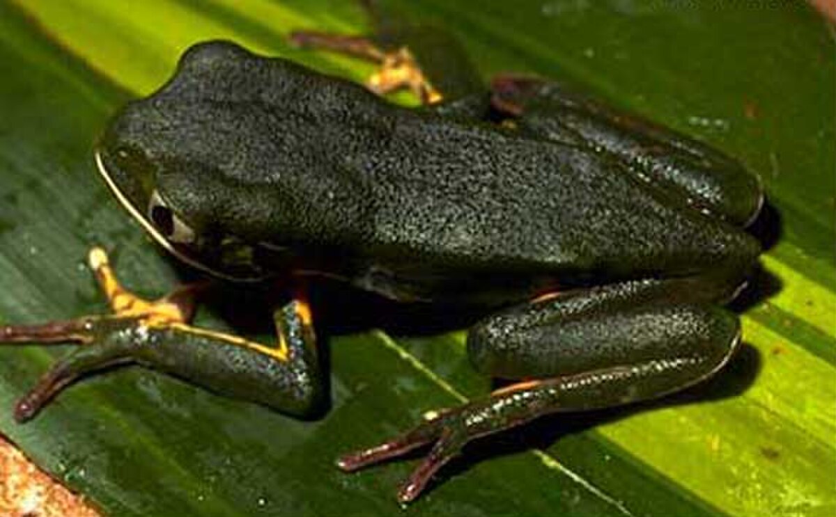 Phyllomedusa tetraploidea
