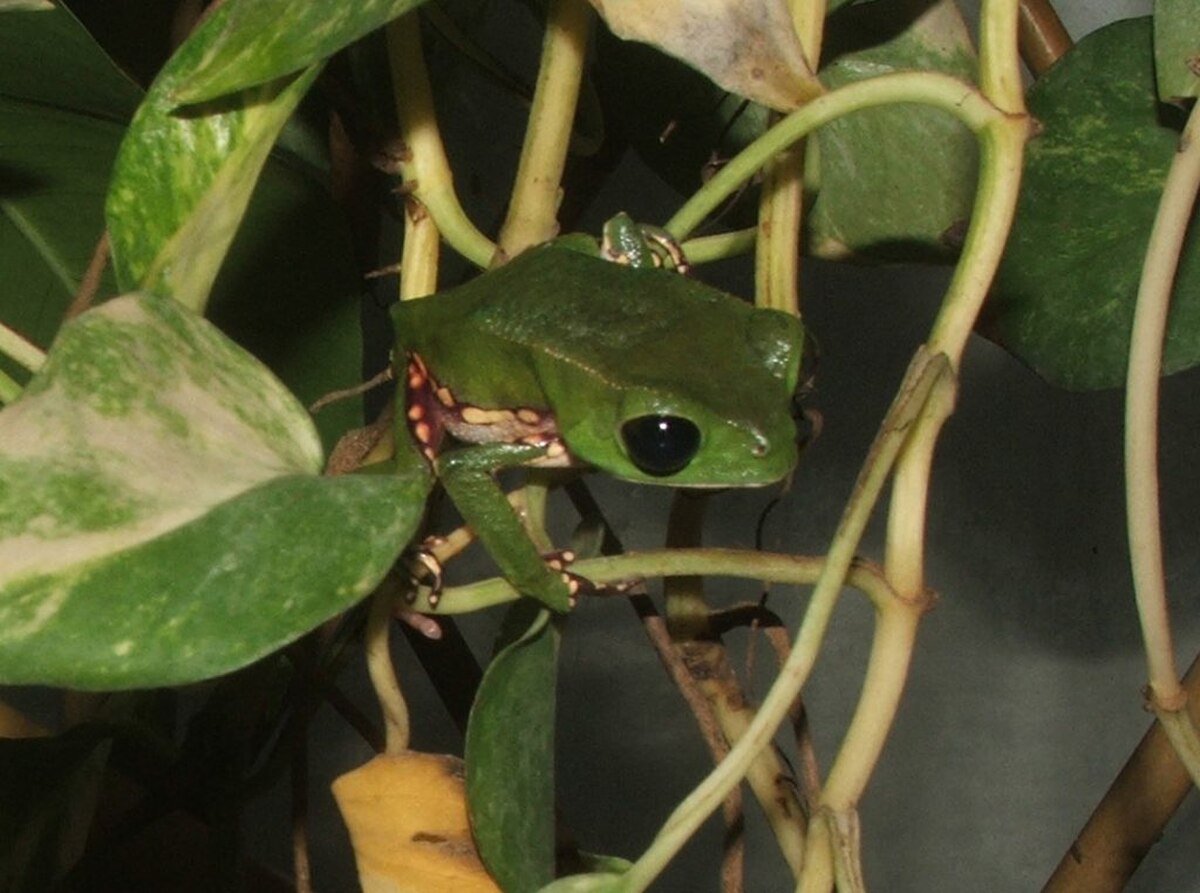 Phyllomedusa vaillantii