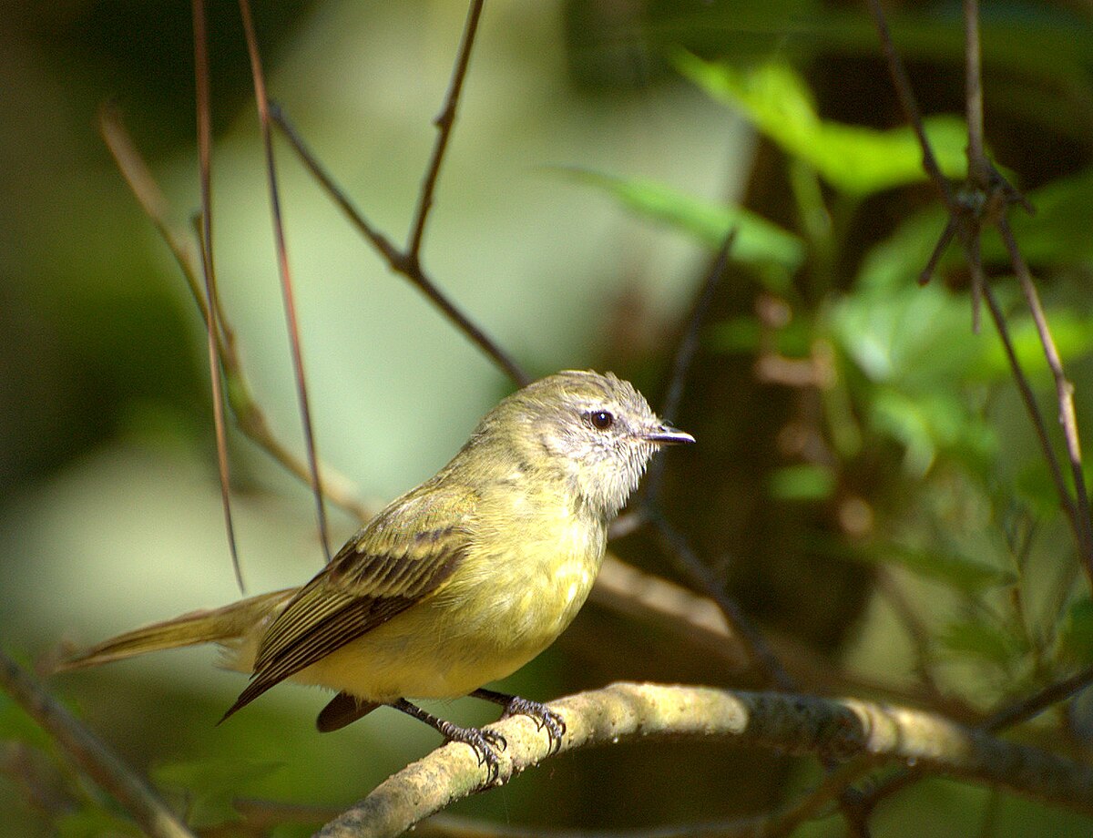 Phyllomyias