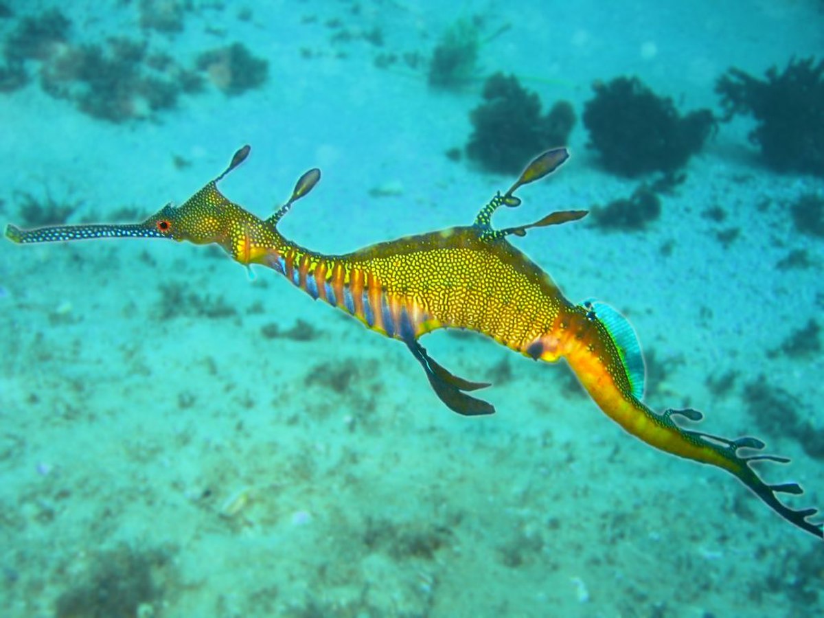 Syngnathiformes