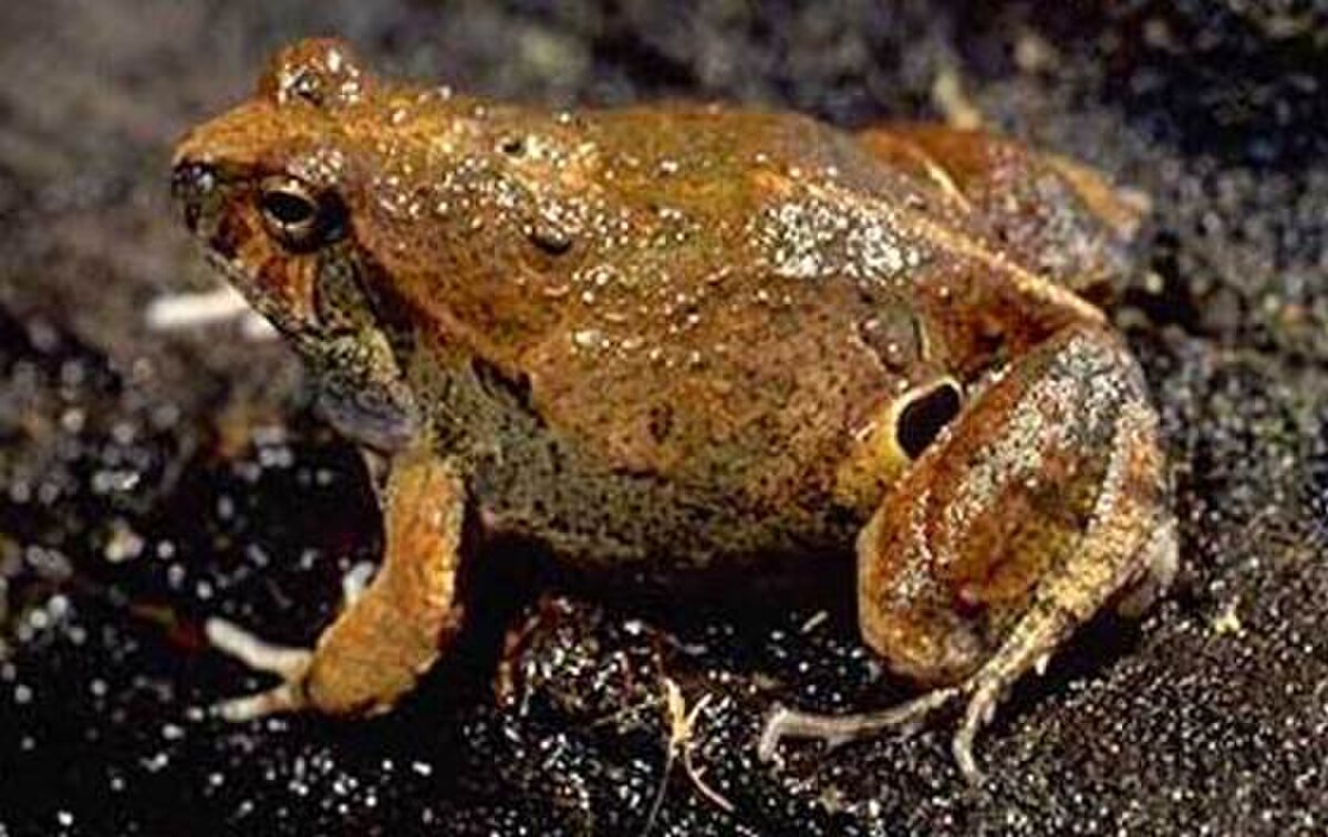Physalaemus biligonigerus