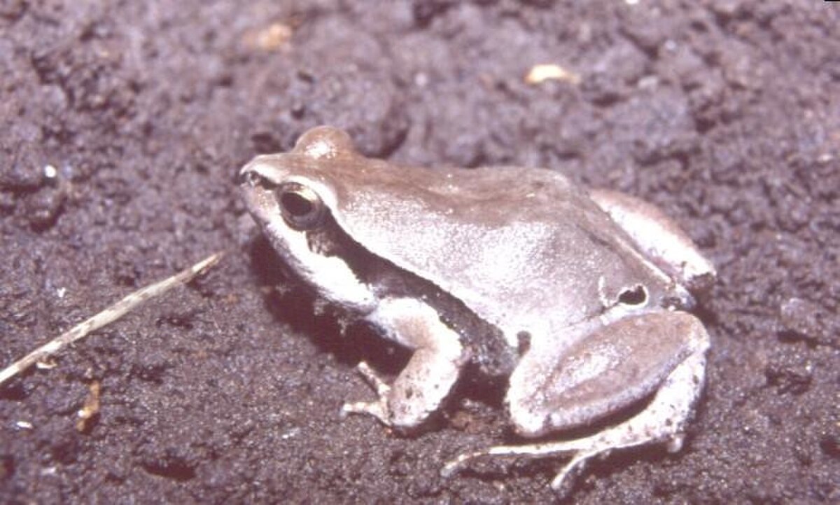 Physalaemus centralis