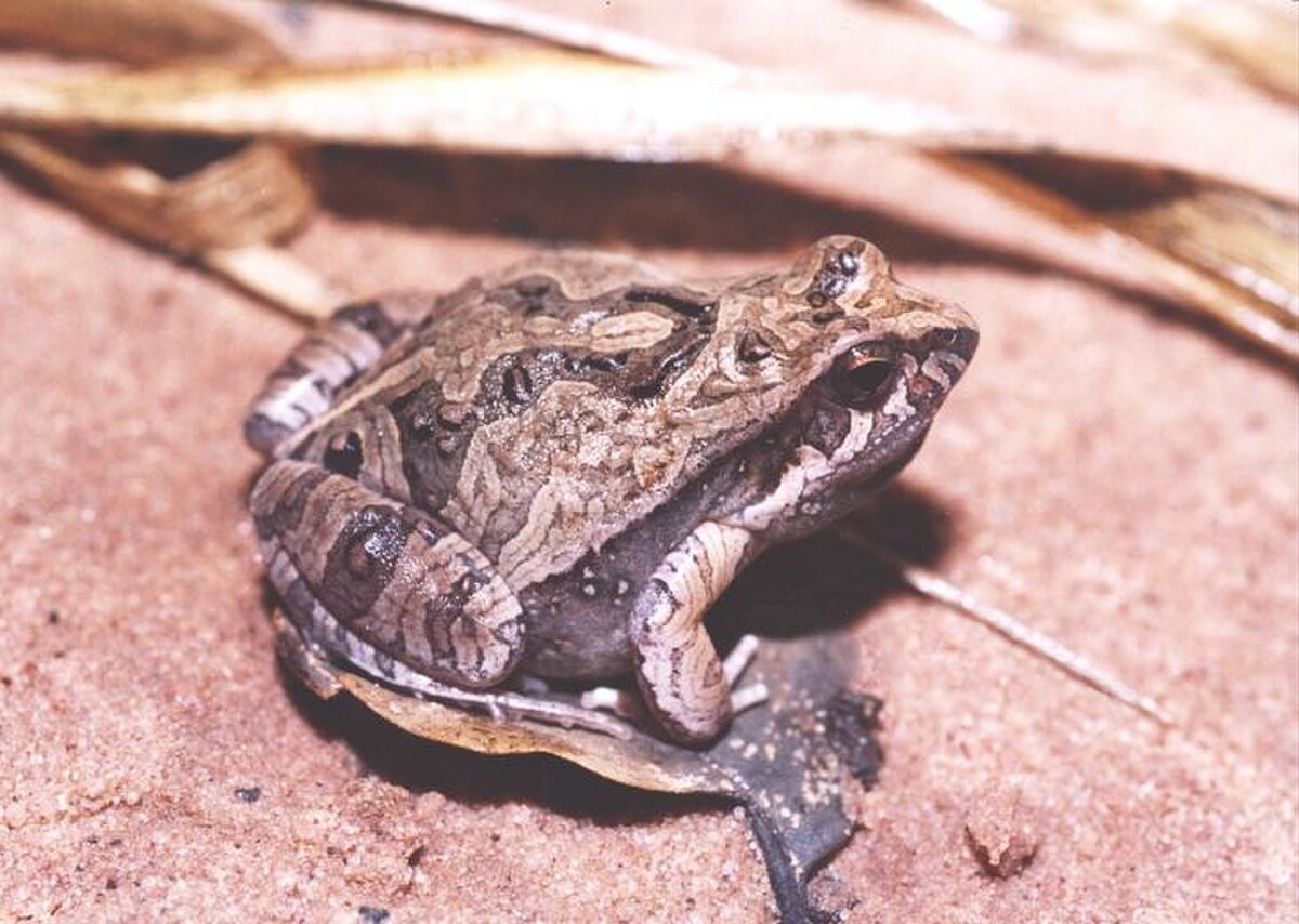 Physalaemus cuvieri